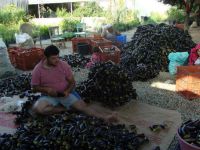 Nazilli'nin dolmalık kuru patlıcanları dünyaya ihraç ediliyor