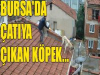 Bursa'da çatıya çıkan köpek...