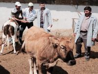 'Kurbanlık hayvan fiyatları  aynı oranda seyreder'