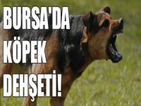Bursa'da köpek dehşeti!