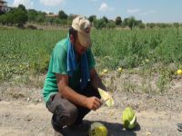 Kavun üreticileri satamamaktan şikayetçi