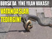 Bursa'da yılan paniği!
