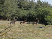 U.Ü ve Orman Bakanlığı'ndan geyik protokolü