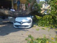 Bursa'da arabanın üstüne ağaç devrildi