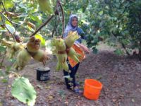 "Fındıkta rekolte düşük"