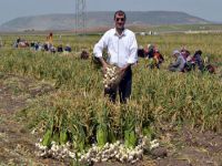 Sarımsak el yakıyor