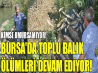 Bursa'da toplu balık ölümleri devam ediyor!