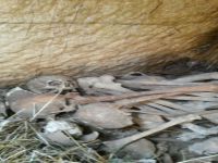 Kütahya'da toplu mezar bulundu