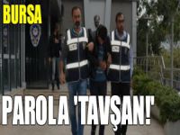 Bursa polisinden kaçamadı:  Parola 'Tavşan'