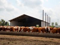 İthal edilen 50 inekten günlük bin litre süt alacak