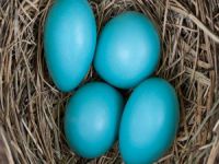 Mavi yumurta üretilecek! Tavuklar Bursa'dan