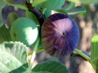 İncirde rekor fiyat artışı