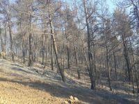 Bursa’daki yangın  kontrol altına alındı