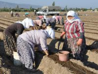 Yeni sezon çilek fidanları toprakla buluşuyor