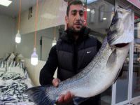 Balıkçılara 7 kilogramlık levrek sürprizi!
