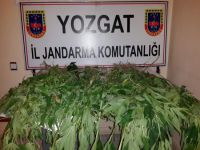 Jandarma, evin bahçesinde 292 kök kenevir bitkisi ele geçirdi