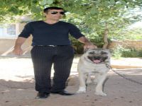 Sivaslılar, kangal köpeklerinin operasyonlarda kullanılmasını istiyor