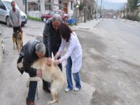 Bursa'da köpeklere kuduz aşısı!