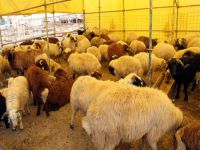 Koç fiyatları el yakıyor