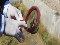 Yıllık 1 ton sülük üretiyor