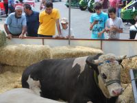 'Araba fiyatı'na boğa dikkatleri çekti