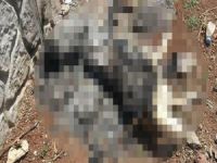 Diyarbakır'da köpeği yakan bulundu!