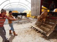 Yenimahalle’de kurbanlıklar görücüye çıktı