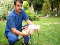 Kanadı kırılan leylek tedaviye alındı