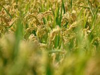 Türkiye çeltiğinin yüzde 39,9’unu Edirne karşılıyor