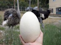 Bursa'da deve kuşu yumurtasına ilgi büyük