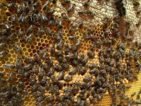 Türkiye’deki arı ölümleri kaygı verici