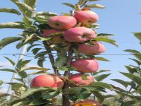 ilk elma hasadı başladı