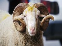 Bayram tatili belli oldu