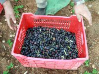 Bursa zeytincisi dertli!