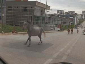 Atlar caddeyi hipodroma çevirdi