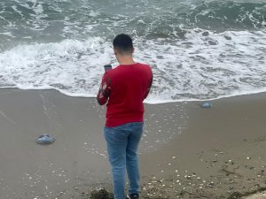 Mavi denizanaları Bursa sahillerine vurdu