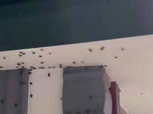 Kokarca böcekleri ev ve araçları istila etti