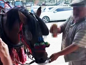 Fayton çeken ata alkol içirdiler