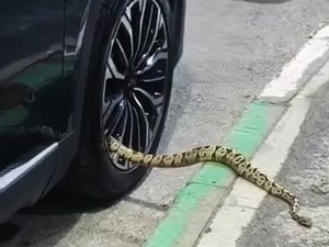 Bursa’da yılan paniği!