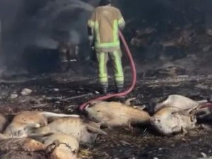 Bursa'da ahır yangını! 170 hayvan telef oldu