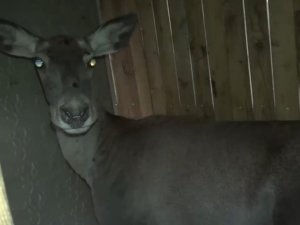 Bursa'daki 3 kızıl geyik, doğaya salındı