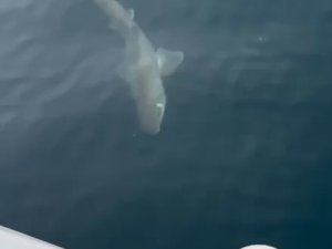 Oltaya köpek balığı takıldı