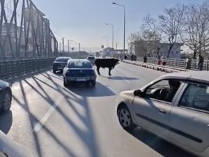 Bursa'da kaçan boğa ortalığı birbirine kattı