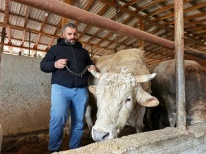 1 tonluk 'Paşa' 500 bin lira